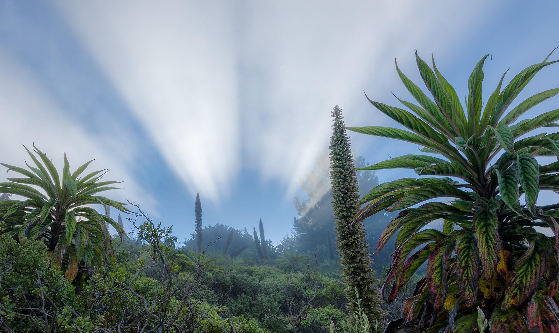 Fog Flora and Fun