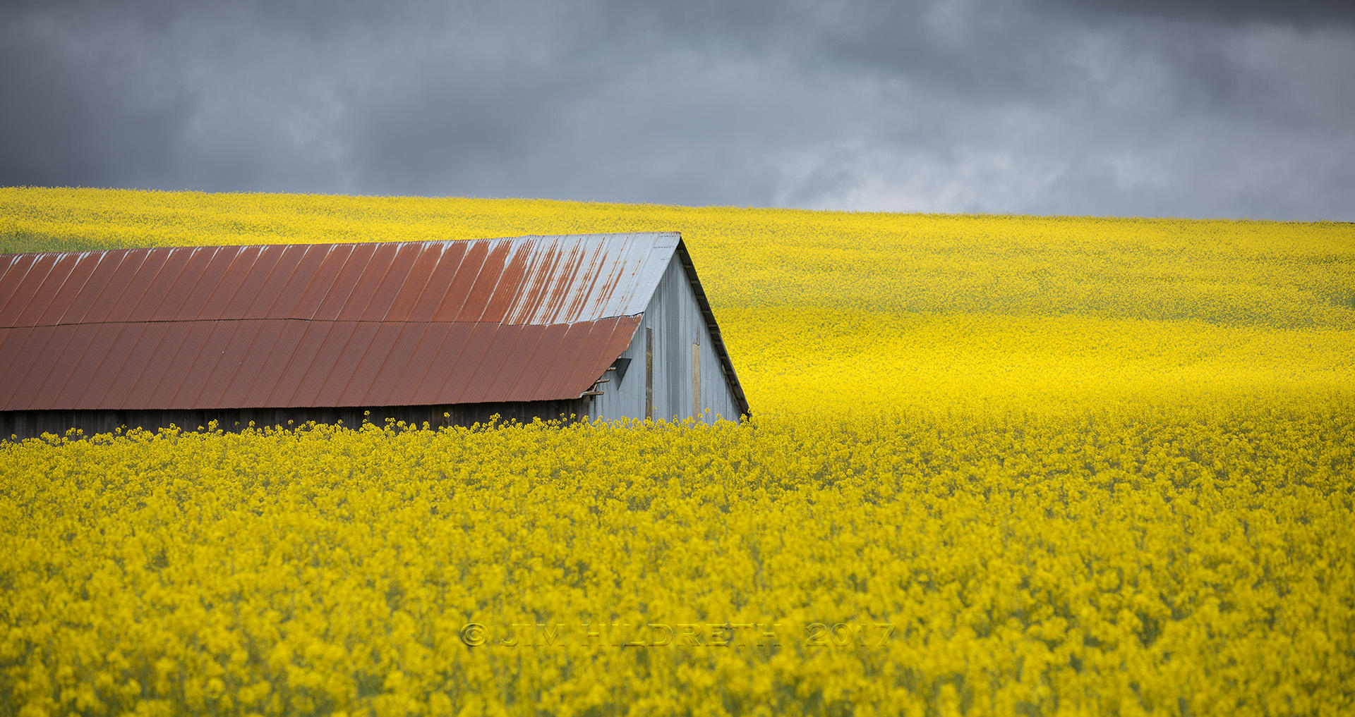 Yellow Field