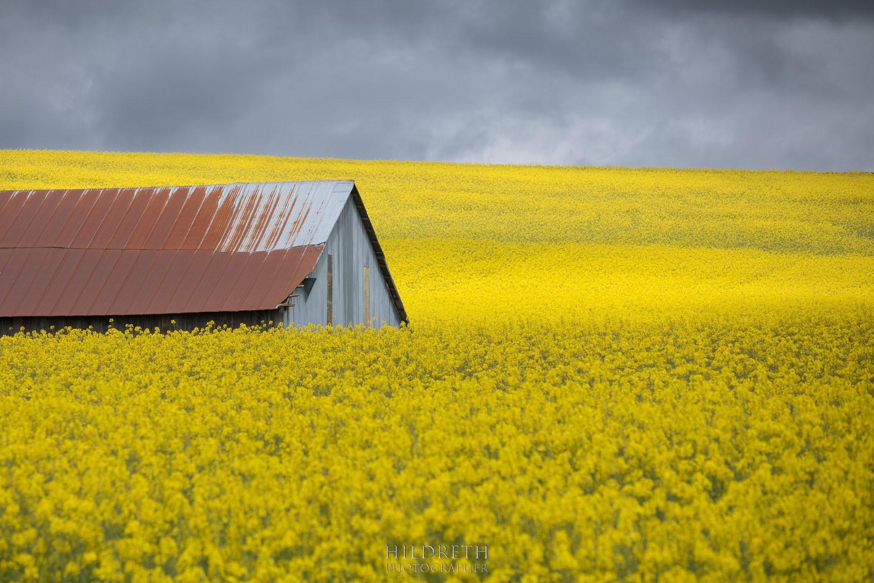 Now that's a field of flowers!<br><br>Print Ratio: 2x3