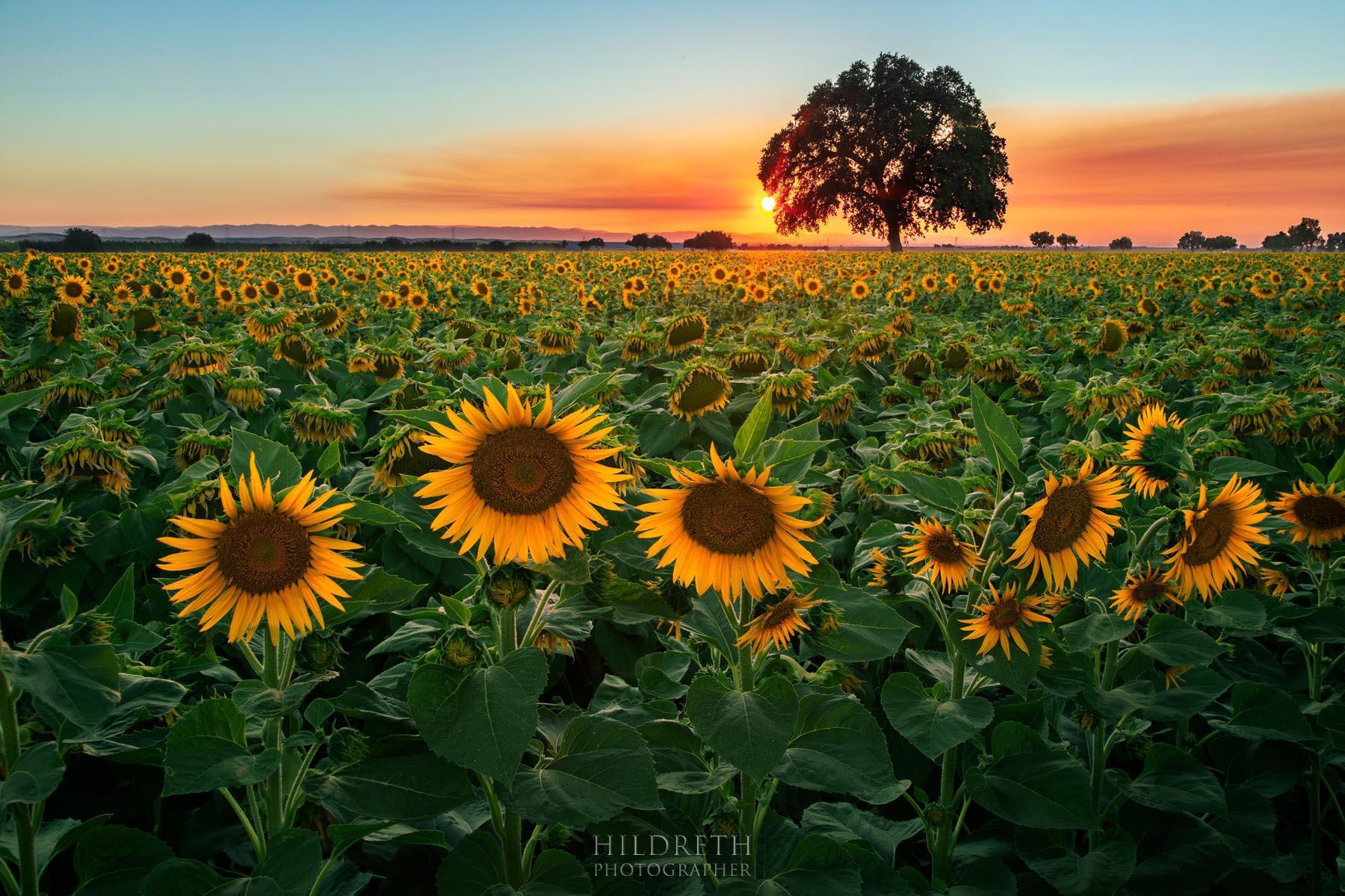 Days End<br><br>Print Ratio: 2x3