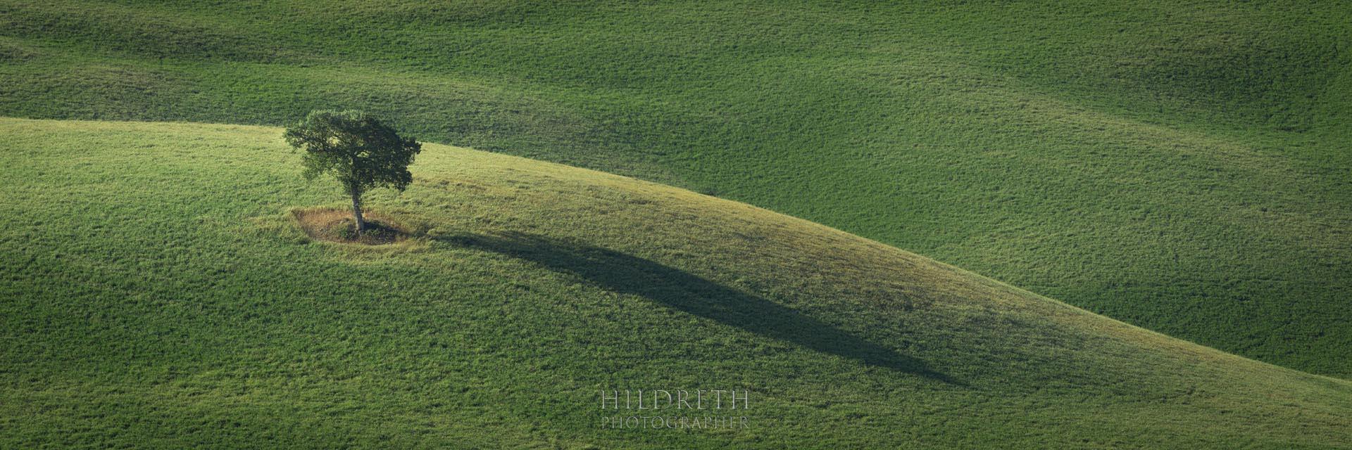 Tuscan Tree<br><br>Print Ratio: 1x3