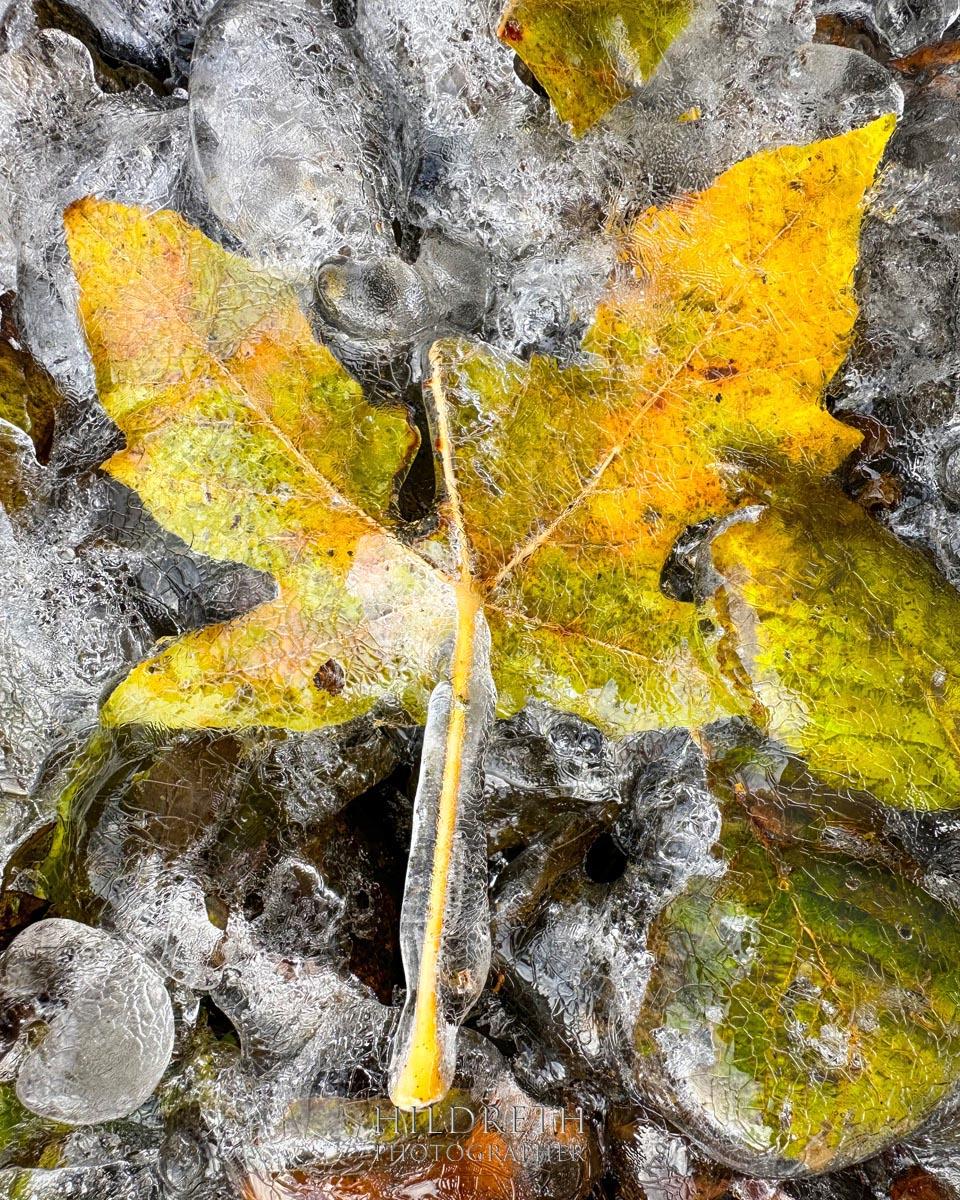 Frozen Leaf #3<br><br>
Print Ratio: 5x4