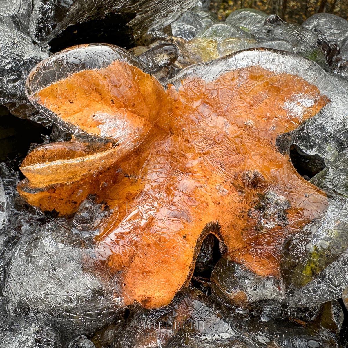 Frozen Leaf #2<br><br>
Print Ratio: 1x1