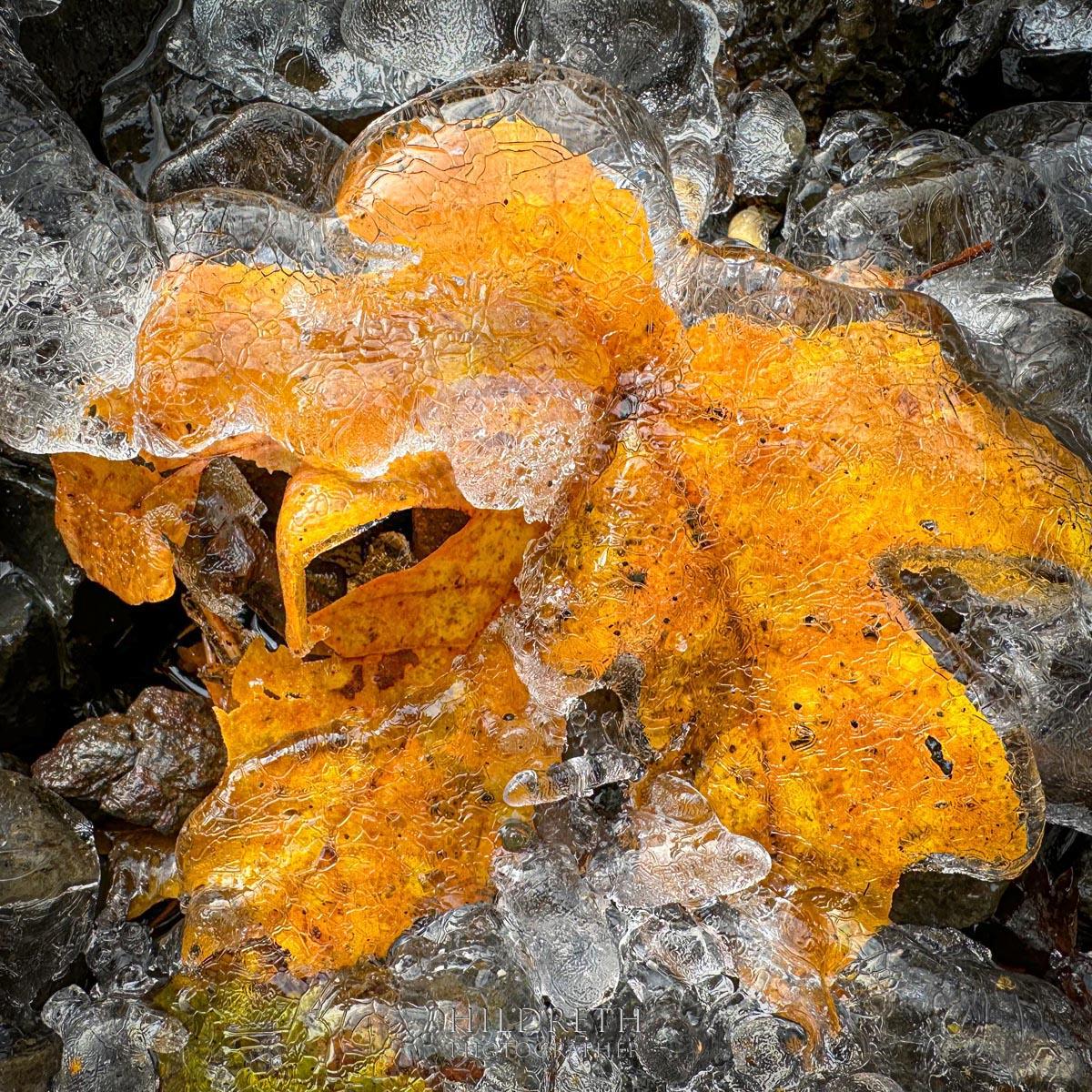 Frozen Leaf #1<br><br>
Print Ratio: 1x1