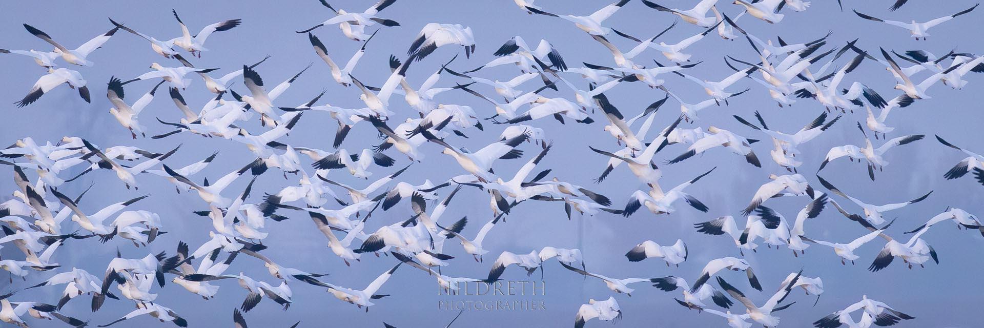 Merced Flyaway #1<br><br>
Print Ratio: 1x3