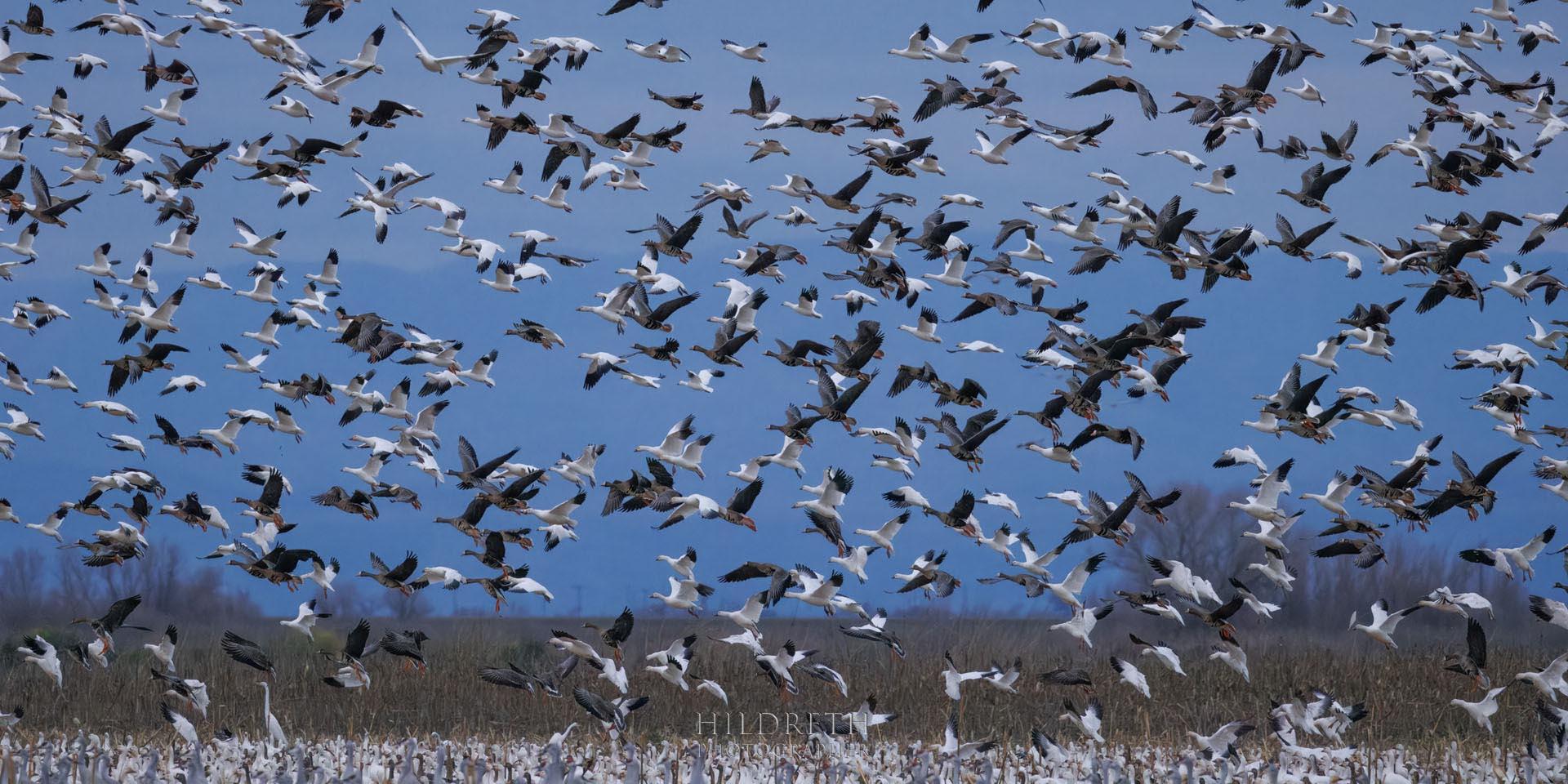 Merced Flyaway #2<br><br>
Print Ratio: 1x2
