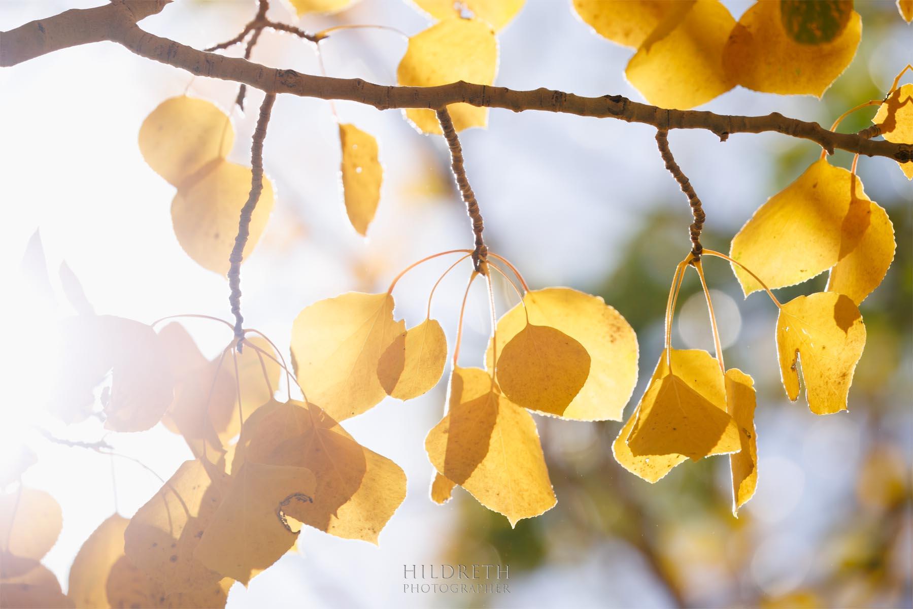 Fall Shine<br><br>
Print Ratio: 2x3